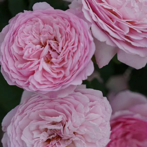 Floribunda ruža Unique Aroma ® v kvetináči 3L