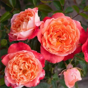 Floribunda ruža Hippie Fashion ® v kvetináči 3L