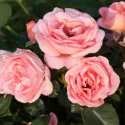Floribunda ruža Perfume Fashion ® v kvetináči 3L