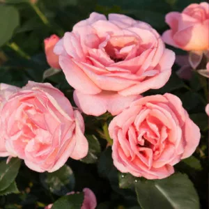 Floribunda ruža Perfume Fashion ® v kvetináči 3L