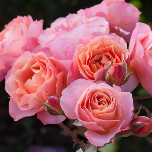 Floribunda ruža Trendy Fashion ® v kvetináči 3L
