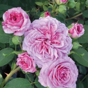 Floribunda ruža Marija Frayla ® v kvetináči 3L
