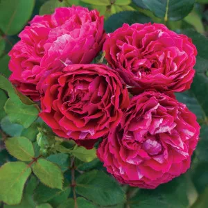 Floribunda ruža Konstantina Freska ® v kvetináči 3L