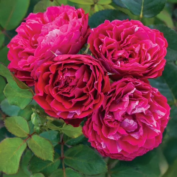 Floribunda ruža Konstantina Freska ® v kvetináči 3L