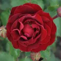Floribunda ruža Morava Reka ® v kvetináči 3L