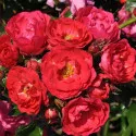 Floribunda ruža Nera Reka ® v kvetináči 3L