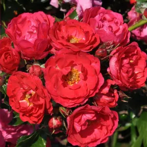 Floribunda ruža Nera Reka ® v kvetináči 3L
