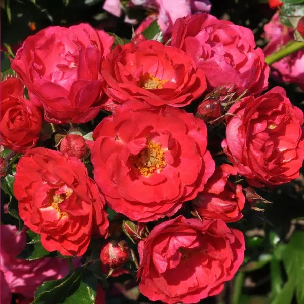Floribunda ruža Nera Reka ® v kvetináči 3L