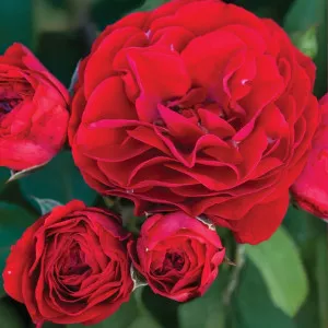 Floribunda ruža Tara Reka ® v kvetináči 3L
