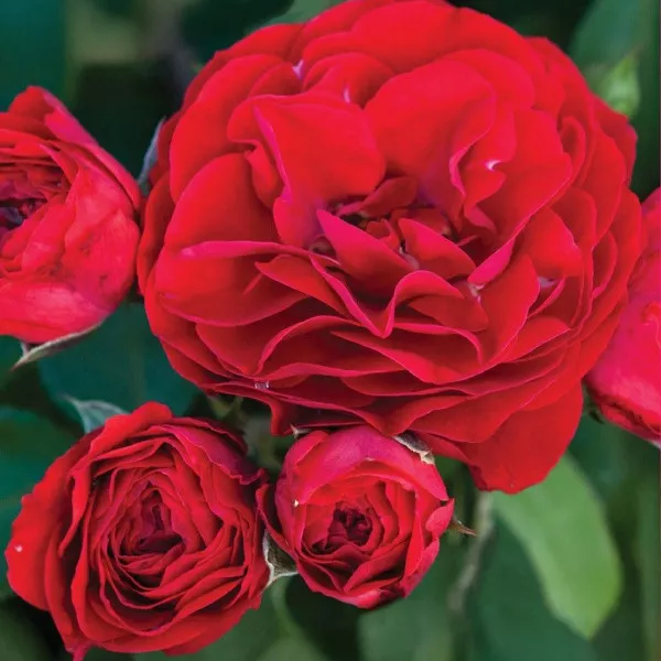 Floribunda ruža Tara Reka ® v kvetináči 3L