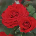 Floribunda ruža Carmine Vaza ® v kvetináči 3L