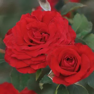 Floribunda ruža Carmine Vaza ® v kvetináči 3L