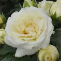Floribunda ruža Pearl Vaza ® v kvetináči 3L
