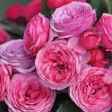 Floribunda ruža Pink Vaza ® v kvetináči 3L