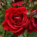 Floribunda ruža Europeana v kvetináči 3L