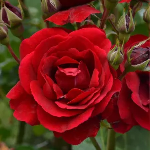 Floribunda ruža Europeana v kvetináči 3L
