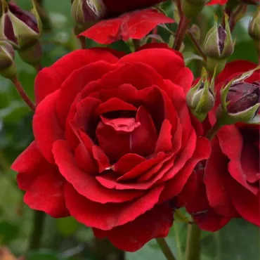 Floribunda ruža Europeana v kvetináči 3L