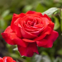 Čajohybridná ruža Dame de Coeur v kvetináči 3L