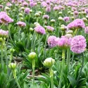 Ružová trávnička Armada Rose (Armeria maritima)