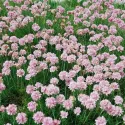 Ružová trávnička Armada Rose (Armeria maritima)