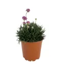 Ružová trávnička Armada Rose (Armeria maritima)