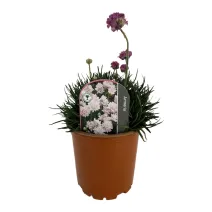 Ružová trávnička Armada Rose (Armeria maritima)