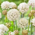 Biela trávnička Ballerina White (Armeria maritima)