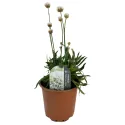 Biela trávnička Ballerina White (Armeria maritima)