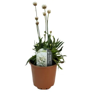 Biela trávnička Ballerina White (Armeria maritima)