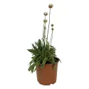 Biela trávnička Ballerina White (Armeria maritima)