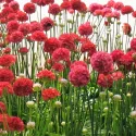 Červená trávnička Ballerina Red (Armeria maritima)
