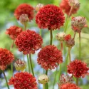 Červená trávnička Ballerina Red (Armeria maritima)