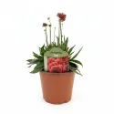 Červená trávnička Ballerina Red (Armeria maritima)