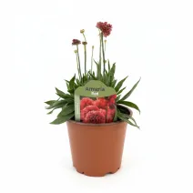 Červená trávnička Ballerina Red (Armeria maritima)