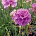 Fialovoružová trávnička Ballerina Purple Rose (Armeria maritima)