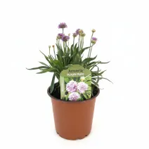 Fialovoružová trávnička Ballerina Purple Rose (Armeria maritima)
