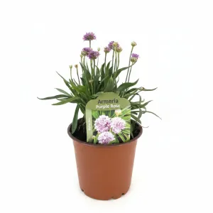 Fialovoružová trávnička Ballerina Purple Rose (Armeria maritima)