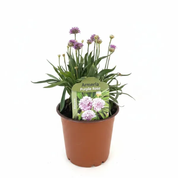 Fialovoružová trávnička Ballerina Purple Rose (Armeria maritima)