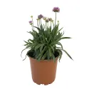 Fialovoružová trávnička Ballerina Purple Rose (Armeria maritima)