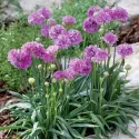 Fialovoružová trávnička Ballerina Purple Rose (Armeria maritima)