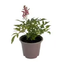 Červeno-biela astilba Astary Red/White (Astilbe)