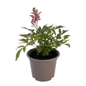 Červeno-biela astilba Astary Red/White (Astilbe)