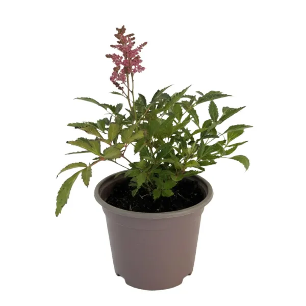 Červeno-biela astilba Astary Red/White (Astilbe)