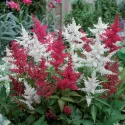 Červeno-biela astilba Astary Red/White (Astilbe)