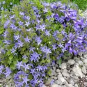 Gargánsky zvonček (Campanula garganica)