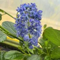 Kalifornský orgován Victoria (Ceanothus impressus)