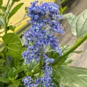 Kalifornský orgován Victoria (Ceanothus impressus)