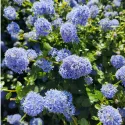 Kalifornský orgován Victoria (Ceanothus impressus)