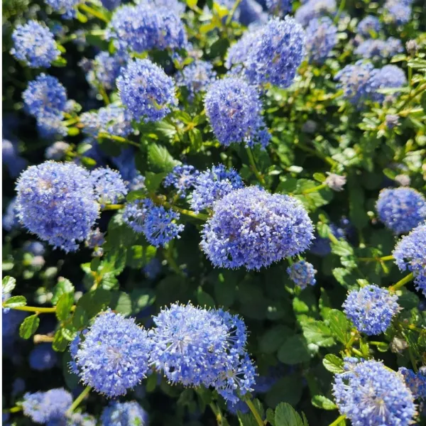 Kalifornský orgován Victoria (Ceanothus impressus)