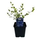 Kalifornský orgován Victoria (Ceanothus impressus)